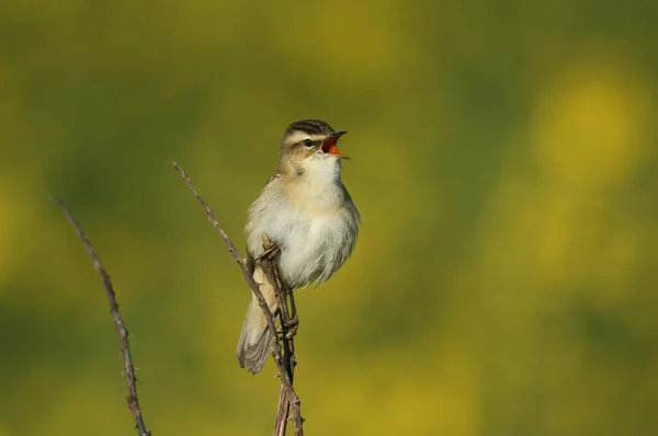 川の端にあるとげのある茂みに腰掛けて 歌うエッジ ウォブラー Acrocephalus Schoenobenus — ストック写真