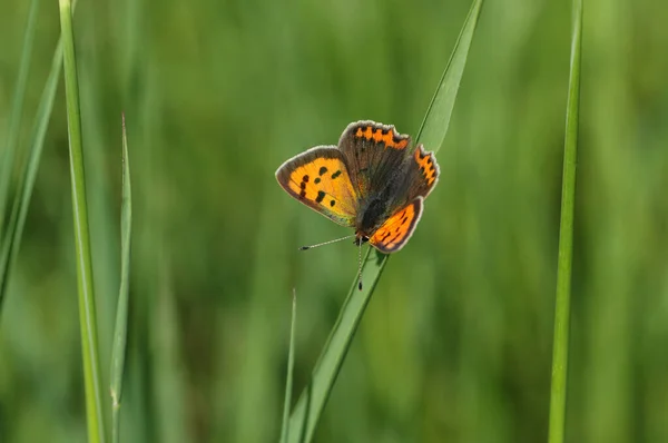Small Copper Butterfly Lycaena Phlaeas Perched Blade Grass Meadow — Stock Photo, Image