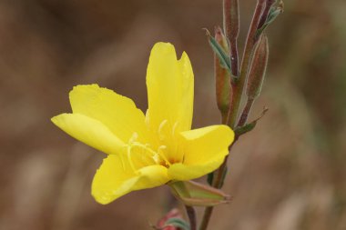 Oenothera stricta, Bir Akşam Çiçeği Bitkisi Çiçeği.
