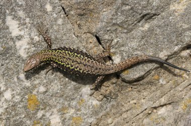 Güzel bir duvar kertenkelesi, Podarci duvar resmi, taştan bir duvarda güneşleniyor..
