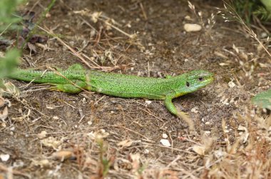 Nadir bir Batı Yeşil Kertenkele, Lacerta İki iata, (Viridis), İngiltere 'de sıcak ama bulutlu bir günde yerde ısınıyor..