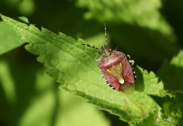 Shieldbug Peludo Dolycoris Baccarum Uma Folha Urtiga Picante — Fotografia de Stock