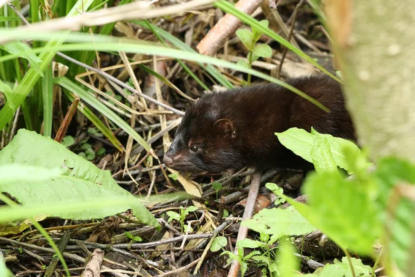 Wild American Mink Neovison Vison Hunting Bank Lake — Stock Photo, Image