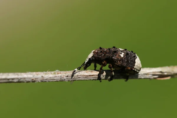 Champignon Weevil Platystomos Albinus Marchant Long Une Brindille — Photo