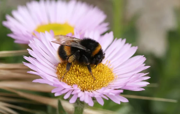 Eine Hummel Bombus Die Eine Blume Der Meeresbrise Bestäubt Erigeron — Stockfoto