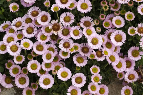 Une Plante Fleurs Sea Breeze Erigeron Glaucus Pousse Partir Mur — Photo