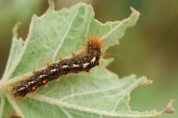 Brown Tail Moth Caterpillar Euproctis Chrysorrhoea Feeding Leaf — Stock Photo, Image
