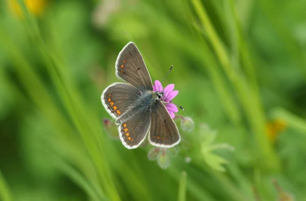 Una Bonita Mariposa Argus Marrón Aricia Agestis Polinizando Una Flor — Foto de Stock
