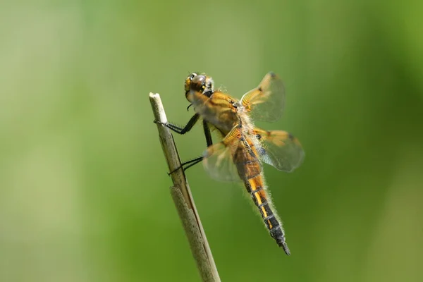 Una Libélula Cazadora Cuatro Manchas Libellula Quadrimaculata Encaramada Una Caña —  Fotos de Stock