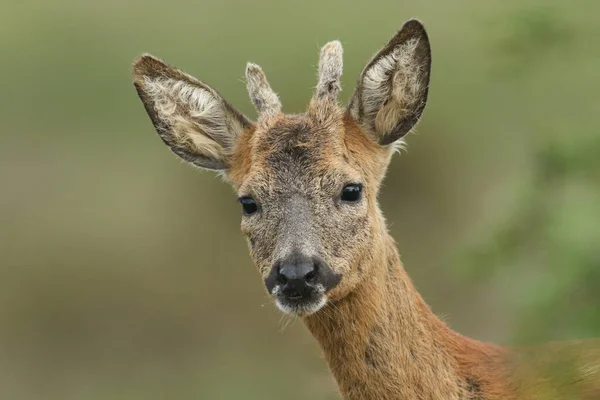 Een Foto Van Een Schattig Hert Roe Deer Capreolus Capreolus — Stockfoto