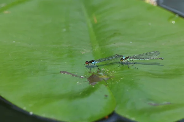 Mating Pair Red Eyed Damselfly Erythromma Najas Resting Lily Pad — Stock Photo, Image