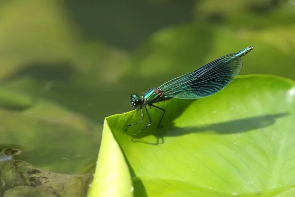 Maschio Caccia Demoiselle Fasciata Damselfly Calopteryx Splendens Appollaiato Una Foglia — Foto Stock