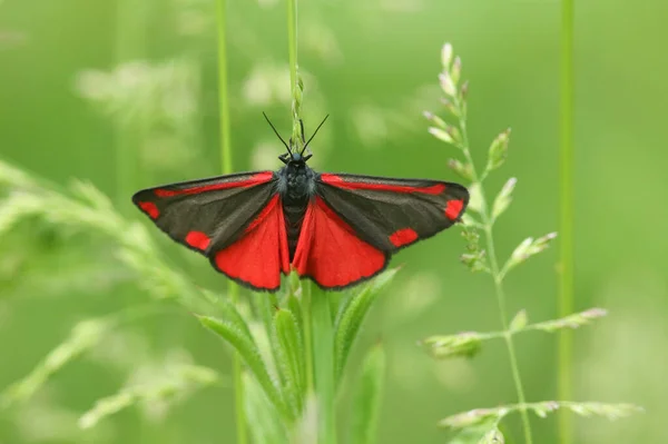 Bir Cinnabar güvesi, Tyria jacobaeae, baharda çayırdaki bir bitkiye tünemiş..