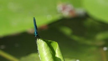 Nuphar lutea adlı nilüfer yaprağının üzerinde ve üzerinde uçan ve hızla akan bir nehirde büyüyen avcı erkek kuşağı, Calopteryx ışıldıyor..