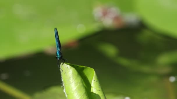 狩猟の男性バンドDemoiselle Damselfly Calopteryx Grenens 水上ユリの葉の上を飛行し ヌパールルテア 速い流れる川で成長 — ストック動画