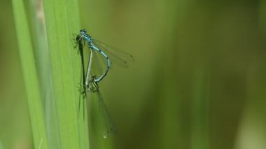  Çiftleşen bir çift Azure Damselfly, Coenagrion puella, gölette büyüyen bir sazlığa tünemiş..