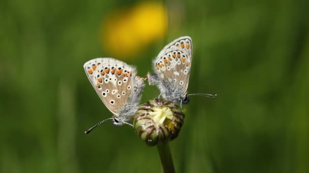 Pářící párek motýla hnědého Argus, Aricia agestis, ležící na květinovém květináči Ox-eye, Leucanthemum vulgare,.