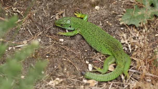 Sällsynt Western Green Lizard Lacerta Biliniata Viridis Värmer Upp Marken — Stockvideo