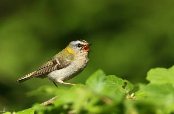 Een Zingende Firecrest Regulus Ignicapillus Zittend Een Tak Van Een — Stockfoto