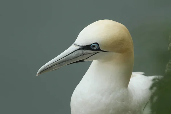 Kopfschuss Eines Prächtigen Nördlichen Gannets Morus Bassanus — Stockfoto