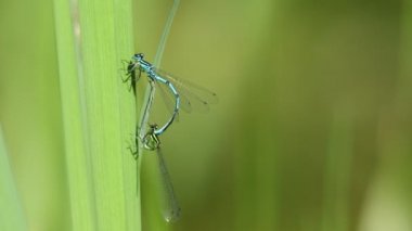 Çiftleşen bir çift Azure Damselfly, Coenagrion puella, gölette büyüyen bir sazlığa tünemiş..