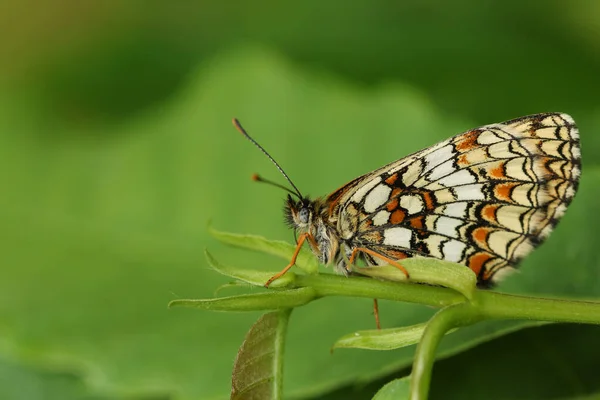 Vzácný Motýl Heath Fritillary Butterfly Melitaea Athalia Sedící Listí Mýtině — Stock fotografie