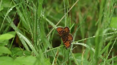 Nadir bulunan bir Heath Fritillary Butterfly, Melitaea athalia, bir orman açıklığında yağmur damlalarıyla kaplı bir çimlerin üzerine tünemektedir. Yağmur yağdıktan sonra tekrar kanatlarını açtı..