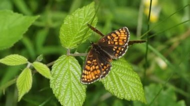İki nadir görülen Heath Fritillary Butterfly, Melitaea athalia ormanlık alanda çalıların üzerinde tünemektedir..