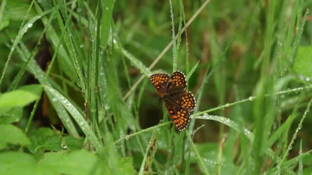 Sällsynt Heath Fritillary Butterfly Melitaea Athalia Sittande Ett Grässtrå Täckt — Stockvideo