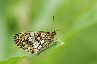 Nadir bir Heath Fritillary Kelebeği, Melitaea Athalia, bir ormanlık alanda bir yaprağa tünemiş..