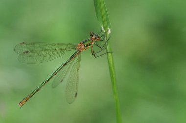 Güzel bir dişi Emerald Damselfly, Leestes sponsa, bir gölün kenarındaki çimlerin üzerinde tünemektedir..