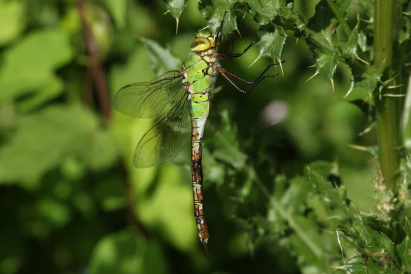 Recém Surgido Imperador Libélula Anax Imperator Pousando Cardo — Fotografia de Stock