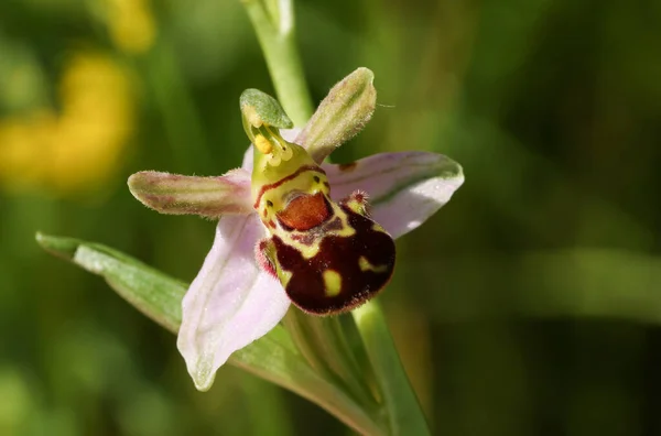 Beautiful Bee Orchid Ophrys Apifera Growing Meadow — Stock Photo, Image