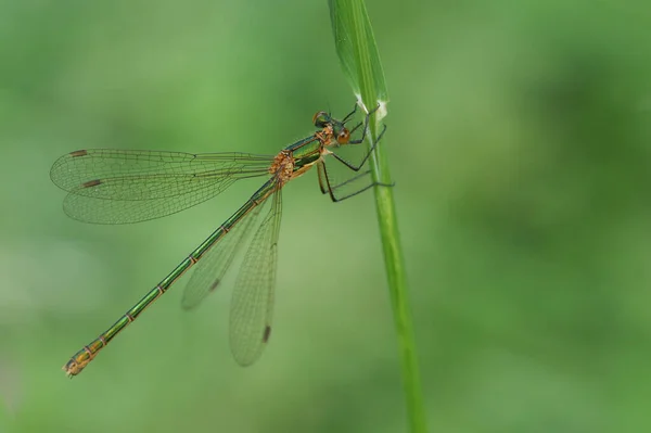 Una Hermosa Hembra Damselfly Esmeralda Lestes Sponsa Posada Sobre Una —  Fotos de Stock