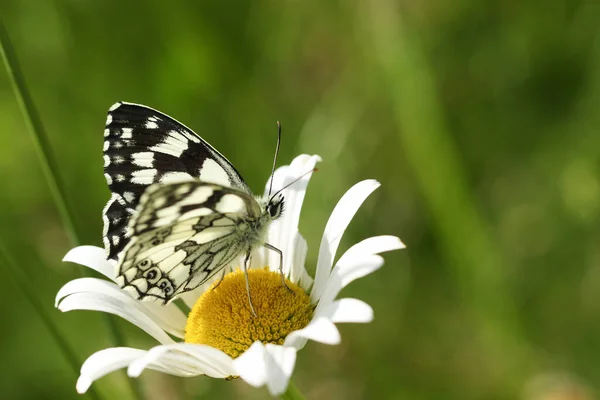 Bir Mermer Beyaz Kelebek Melanargia Galaksisi Bir Öküz Gözlü Papatya — Stok fotoğraf