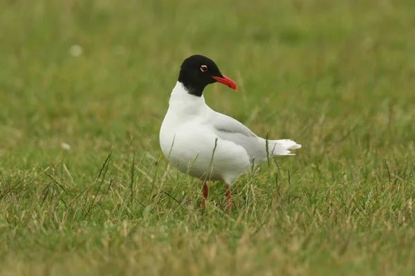 Eine Seltene Mittelmeermöwe Larus Melanocephalus Steht Bei Flut Auf Einem — Stockfoto