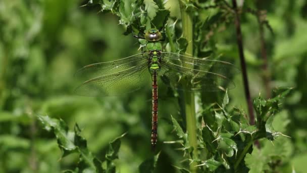 Ένας Νεοεμφανιζόμενος Αυτοκράτορας Dragonfly Anax Imperator Σκαρφαλωμένος Ένα Γαϊδουράγκαθο — Αρχείο Βίντεο