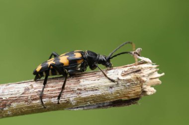 Dört bantlı bir Longhorn Beetle, Leptura Quadrifasciata, bir dal boyunca yürüyor..