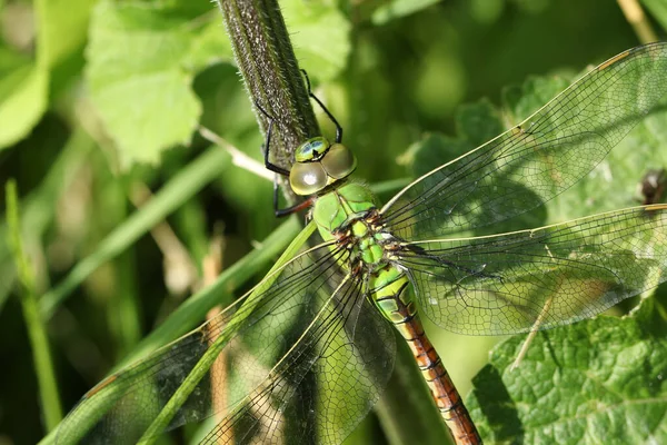 Newly Emerged Emperor Dragonfly Anax Imperator Perching Plant — Stock Photo, Image