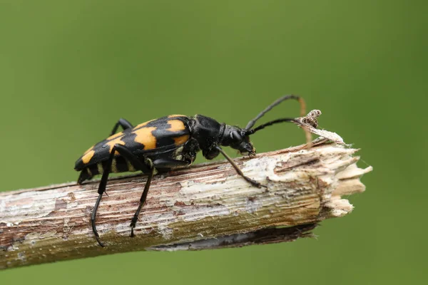Four Banded Longhorn Beetle Leptura Quadrifasciata Walking Twig — Stock Photo, Image