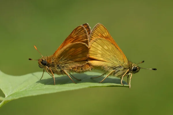 Pářící Dvojice Velkého Skipperského Motýla Ochlodes Sylvanus Sedící Listě Louce — Stock fotografie