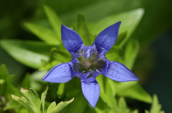 在英国的一个花园里生长的一种异国植物的美丽花朵 — 图库照片