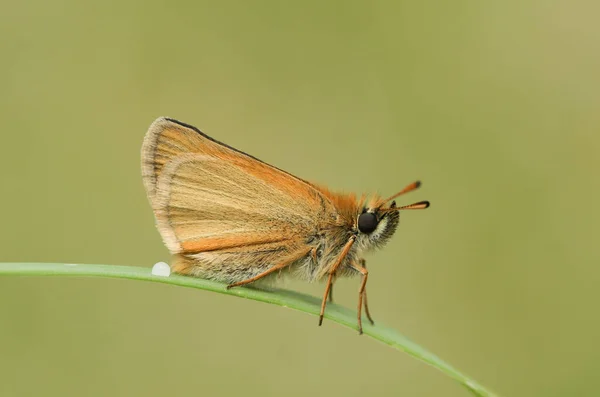 Una Pequeña Mariposa Patrón Thymelicus Sylvestris Encaramado Una Brizna Hierba — Foto de Stock