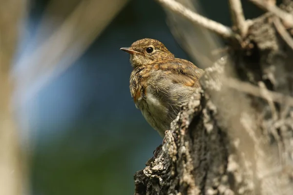 Joven Robin Erithacus Rubecula Posado Tronco Árbol —  Fotos de Stock