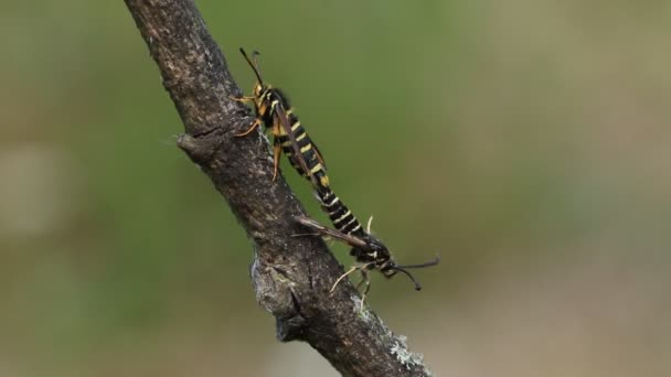 Par Raro Acasalamento Seis Cintos Clearwing Moth Bembecia Ichneumoniformis Pousando — Vídeo de Stock