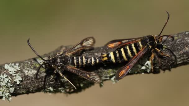 Een Zeldzaam Paar Paringsvlinders Met Zes Gordels Bembecia Ichneumoniformis Zittend — Stockvideo