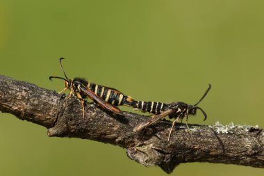 Bir çift nadir çiftleşen altı kemerli Clearwing güvesi, Bembecia ichneumoniforis, bir dal üzerinde tünemekte.