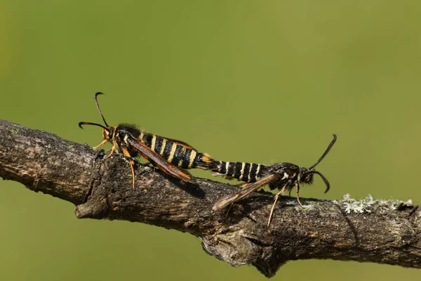 Ένα Σπάνιο Ζευγάρι Έξι Belted Clearwing Moth Bembecia Ichneumoniformis Σκαρφαλωμένο — Φωτογραφία Αρχείου
