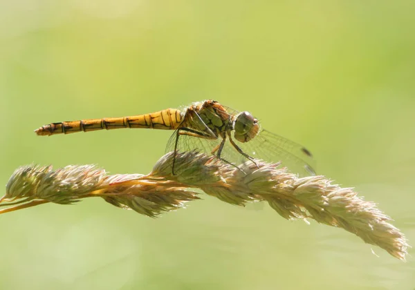 Hunting Common Darter Dragonfly Sympetrum Striolatum Perching Grass Seeds Meadow — Fotografia de Stock