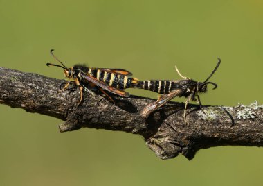 Bir çift nadir çiftleşen altı kemerli Clearwing güvesi, Bembecia ichneumoniforis, bir dal üzerinde tünemekte.